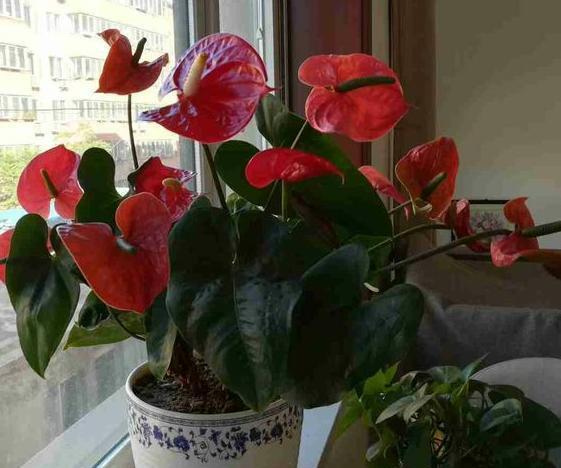 4种花很耐养,沾土就能活,花期长易爆盆,简单易活好管理