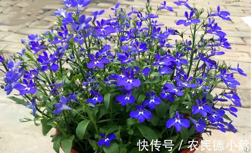 浇花|几种水别随便用来浇花，不但长不好，还会变得越来越差