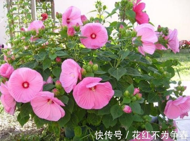 四君子|夏天养此款花卉,不怕冷、不怕热,开花漂亮花期长!