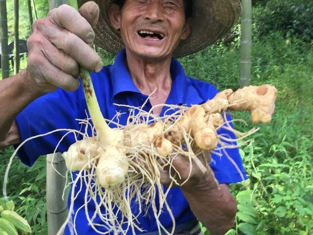 中年|一种生姜，李时珍称它为“仙草之首”，服食延年，真有那么神奇？