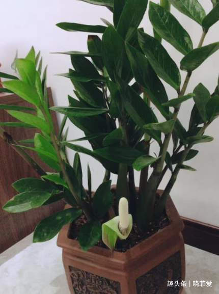 6种植物，花开富贵“好兆头”，能养开花是“高手”，你家有吗