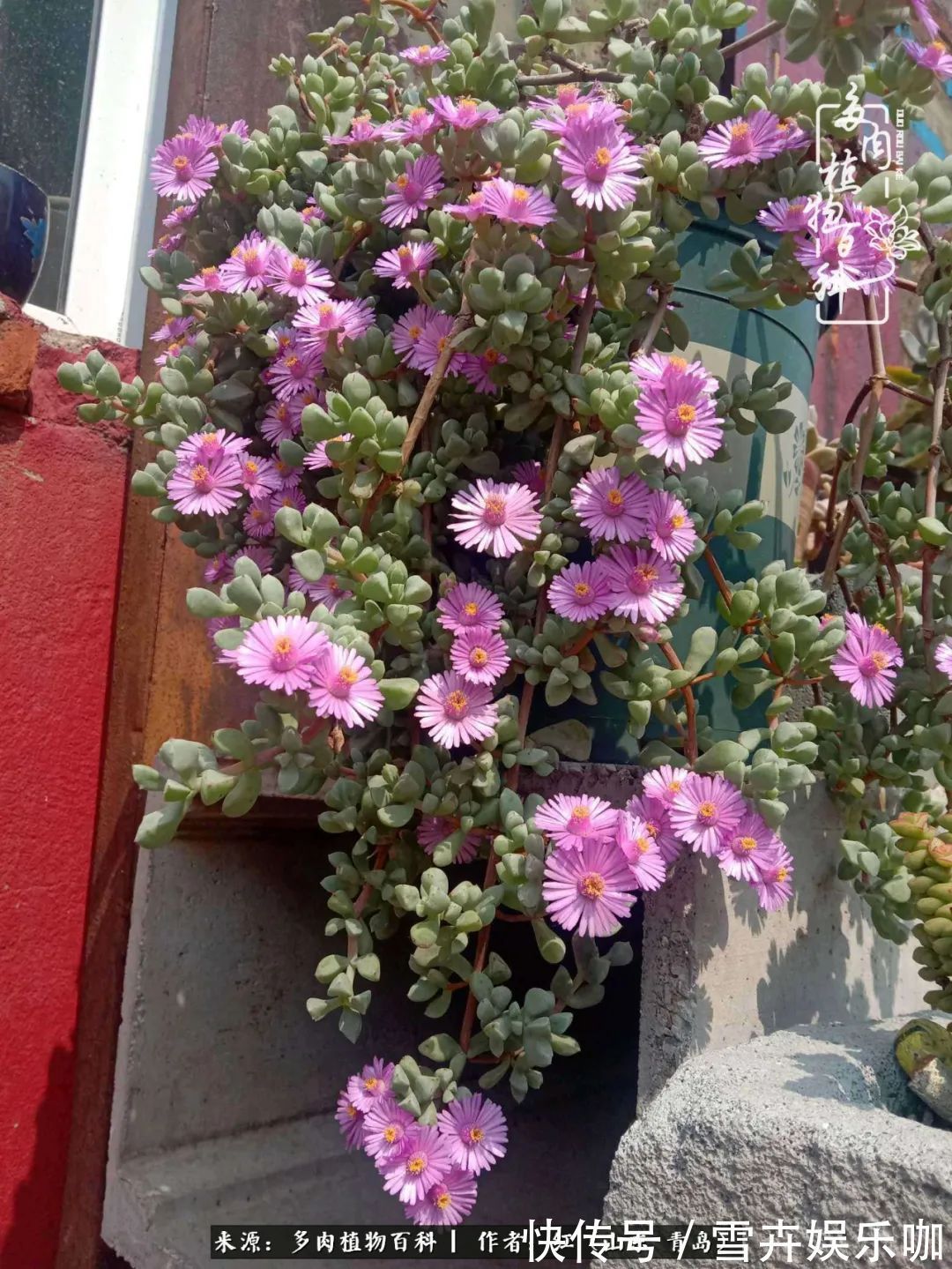 红稚莲|多肉度个夏,回到解放前!曾经有多美,现在就有多丑!