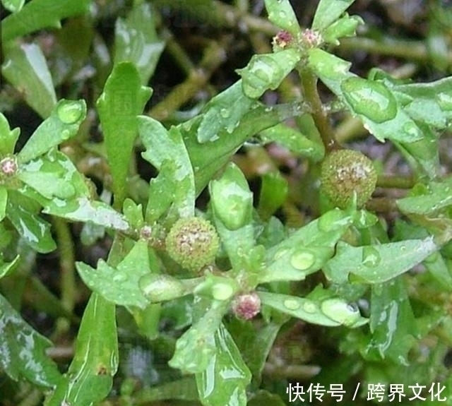 过敏性鼻炎|农村地里的野草，叫“鹅不食草”，是治疗鼻炎的良药，见过吗