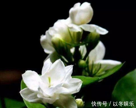 栀子,茉莉不要抱怨养得不好用这种“肥水”浇,疯了不能坚持很久,旺盛