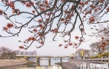 中年|泉州:一城繁花开画卷 出门踏青赏花正当时