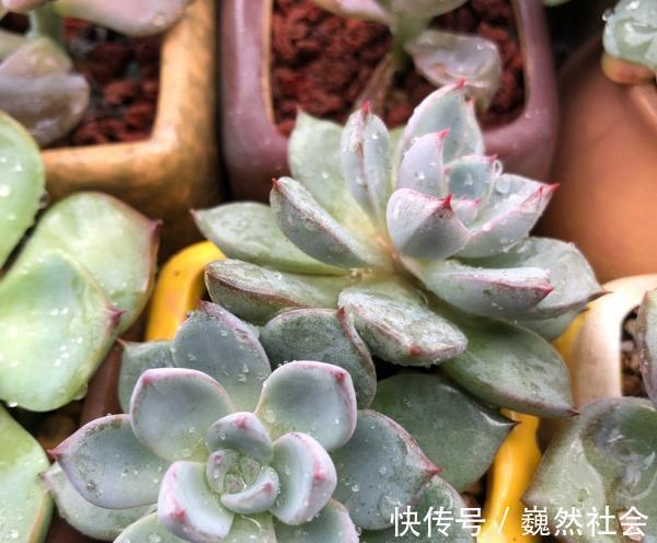 让多肉植物变美的3个技巧，起码要学会一个，才能说养过多肉！