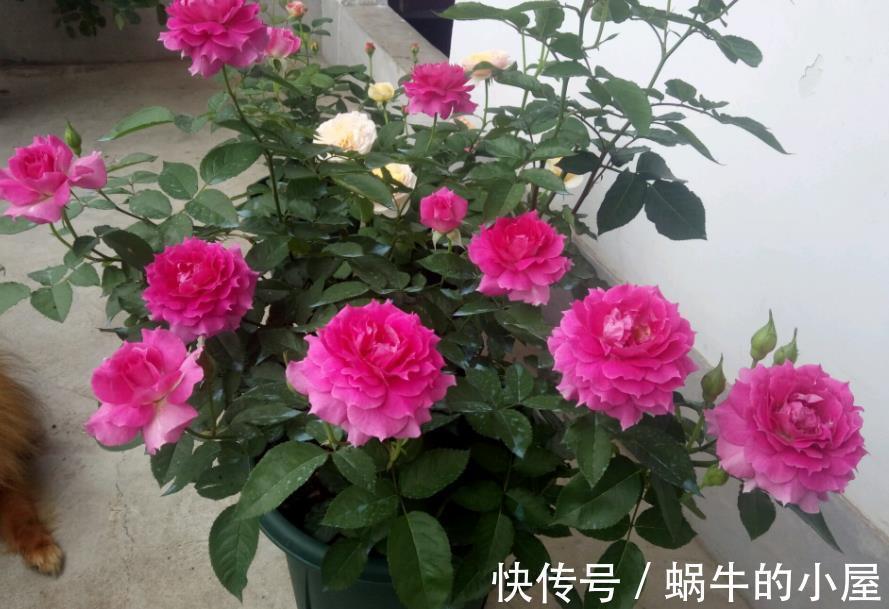 土壤|夏至后,月季盆栽迟迟不复花,是因为少了它