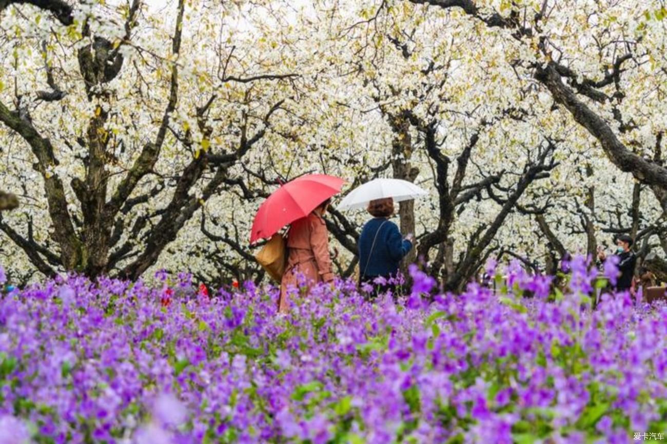 梨花一枝春带雨，梨兰相会总关情