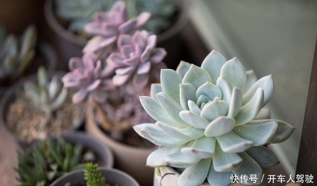 冬天的多肉有5怕，避开了，各个养成“彩虹糖”！