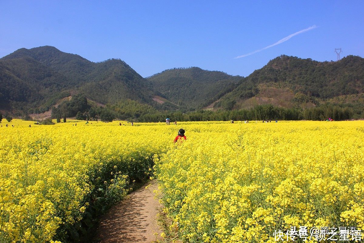 千年梯田花海，美得震撼，免费欣赏