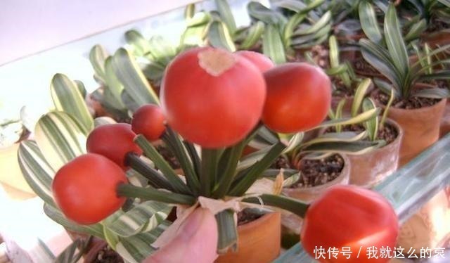 果实|君子兰“花败了”如何剪2种情况处理方法不同,剪错了就是损失!