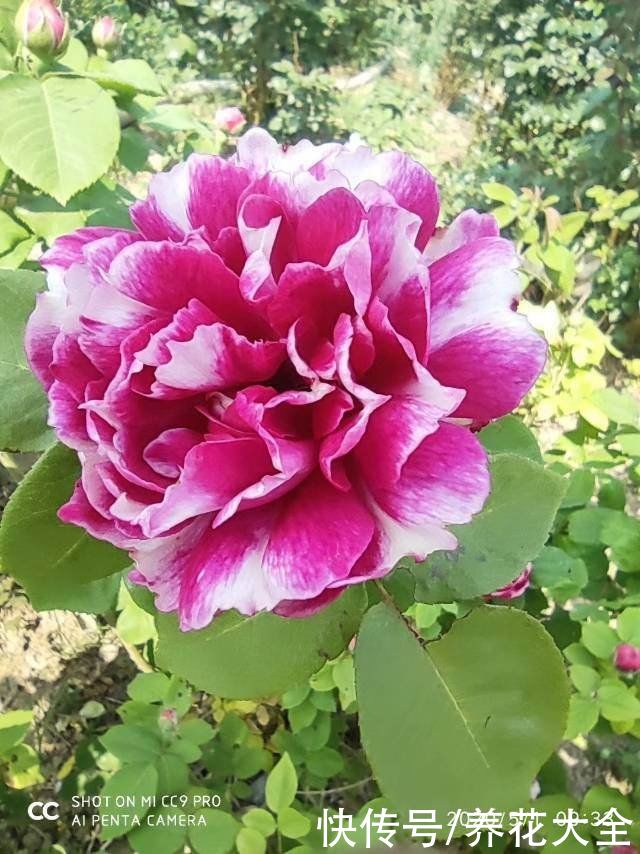 不适合春天养的花，现在买就是浪费钱，不如买春季“老三样”