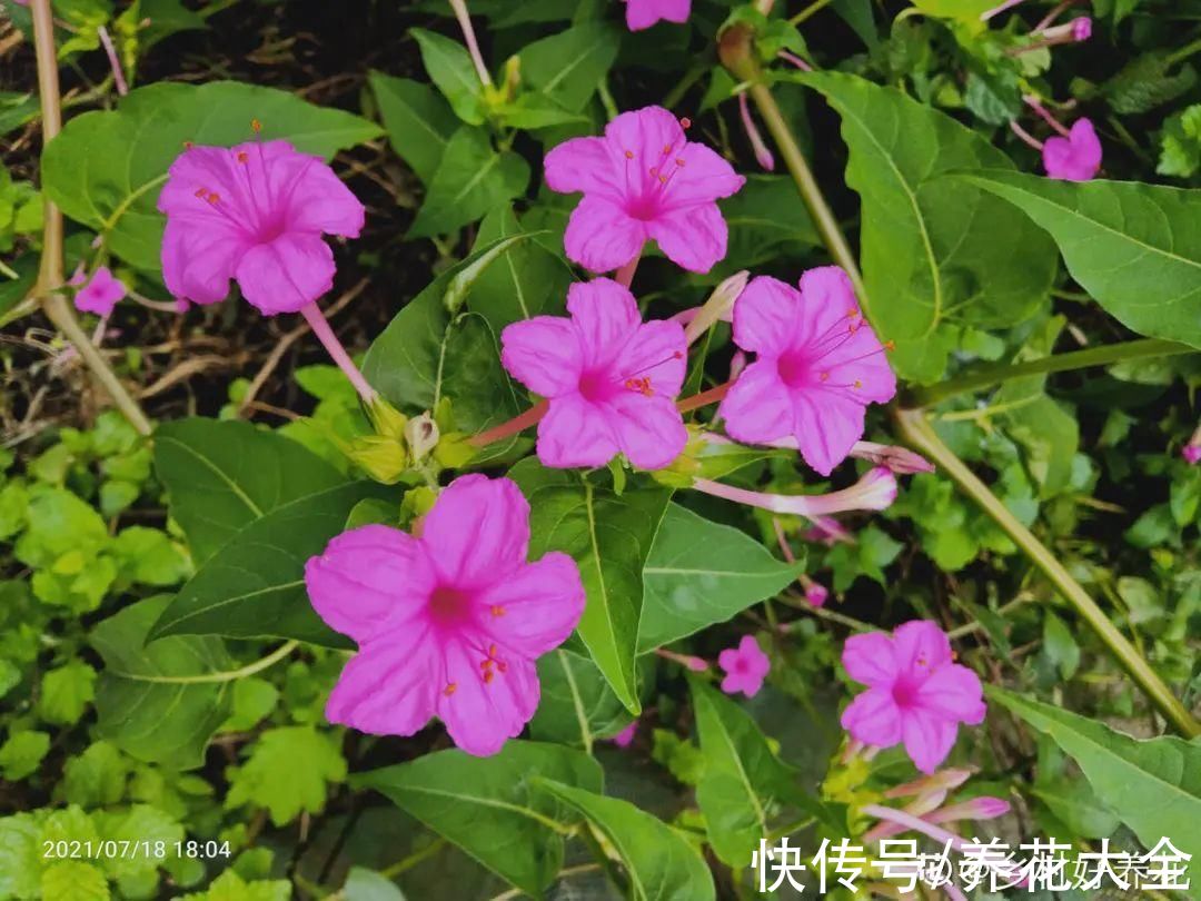 50种花春天播种,长满小院子,能开一整年