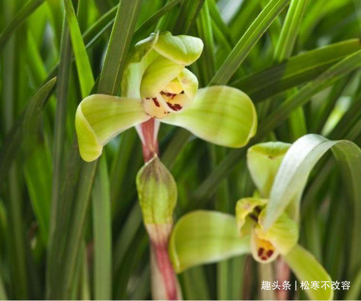 种花人|富贵又招财的几种花,鸿运当头,添福添财,从年头旺到年尾