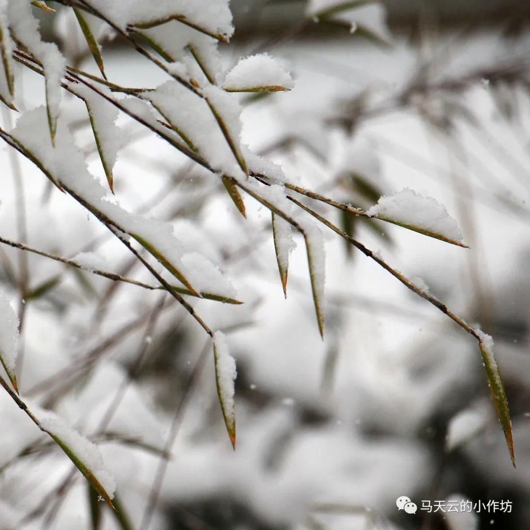 雪落贵清山|图胜千言| 雪落