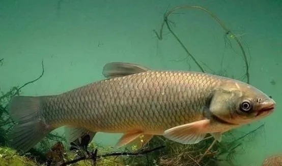 自制韭菜虾粉腥香饵料,野河里钓大草鱼竿竿必中!