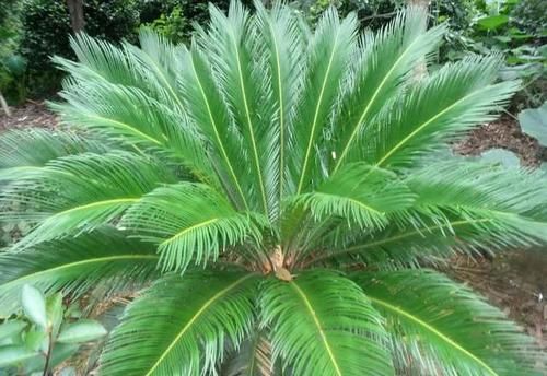 几种最适合冬天养的懒人植物，一定要来一盆