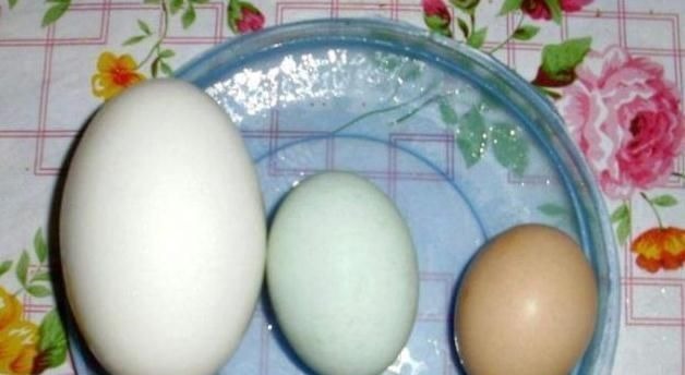 鹅蛋|孕期吃鹅蛋有用吗?若你还没到怀孕8个月,看完或许更受益!