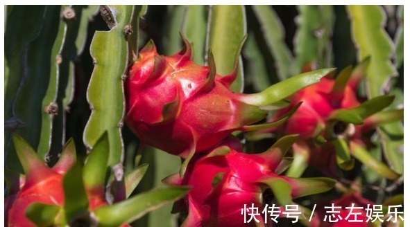 白心火龙果|火龙果白or红谁营养专家揭功效想美颜、解便秘要挑对颜色