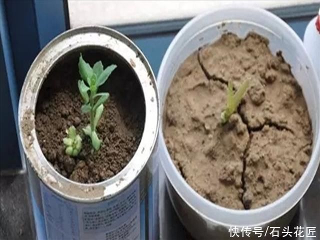 板结|养花土变成“大土块”？这都是你自己造成的，这里有解决办法