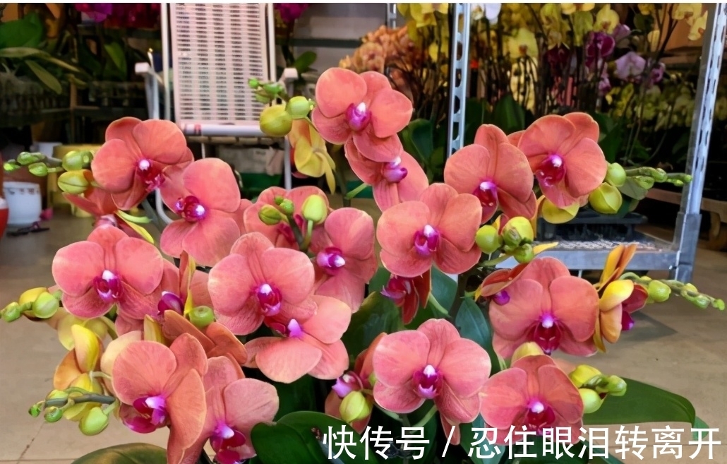 新手|年后蝴蝶兰开完花，3件事做好，新手也能养好它