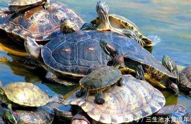 韬光养晦|庙小妖风大,后面一句真妙,看完才知道这三个做人的道理真重要