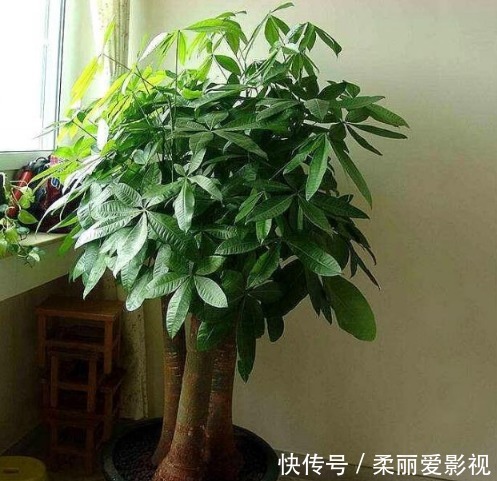 最适合新手养的4种花，镇宅又旺财，家里更清新，养在客厅上档次