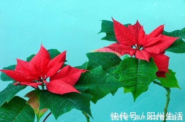 耐阴花|适合冬天养的8种耐阴花,没有直射光,也能有花赏!