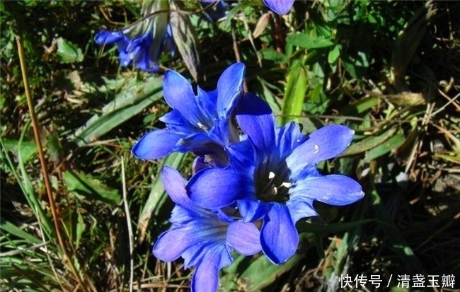 龙胆草|春游的都会给这些花拍照,哪里都是宝,路边的“龙胆草”还能治病
