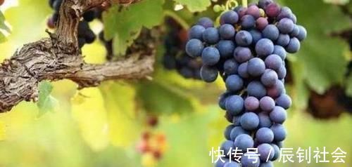 牛奶|补钙别老喝牛奶,3种食物是菜中钙王,钙含量比牛奶高10倍