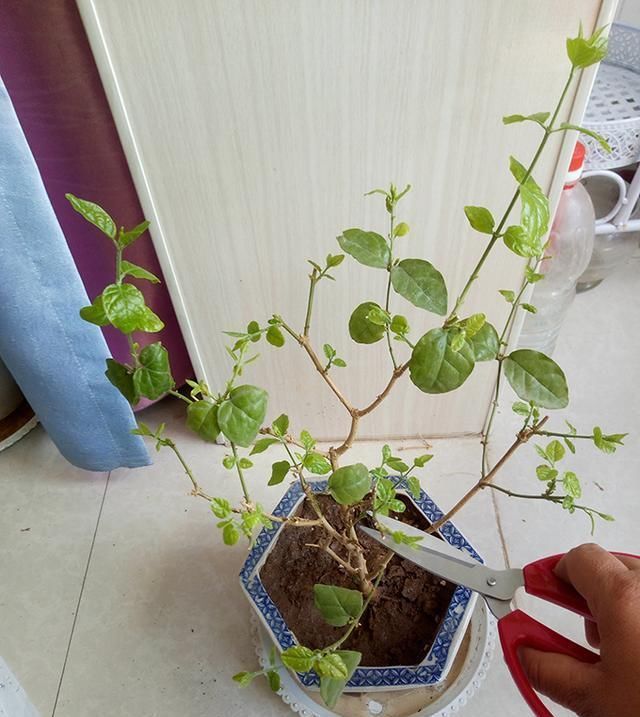 绿萝茉莉……夏天这么养,跟打激素一样疯长不停