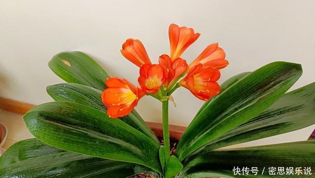 仙客来|被称为“夏必死”的8种花,我却喜欢买一些,因为能“省”不少钱