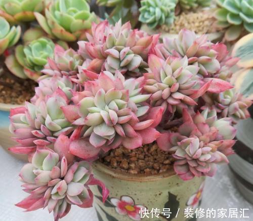 遇见|冬天垃圾堆旁这东西,遇见带回家,掺在花盆里,啥花都喜欢!