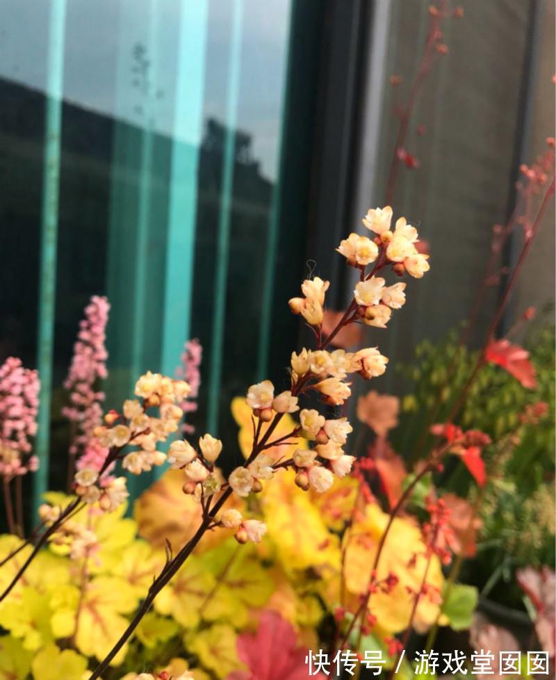 耐寒耐阴又耐湿的观叶植物,没想到比花还好看