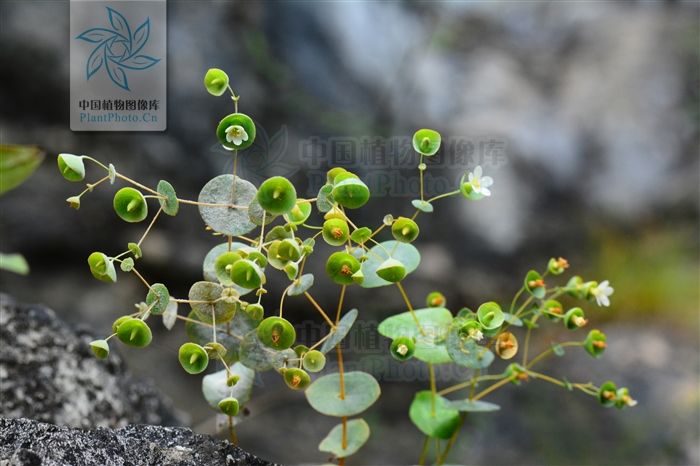 穿心草，见过吗？清热解毒。治肺热咳嗽、肝炎、钩端螺旋体病