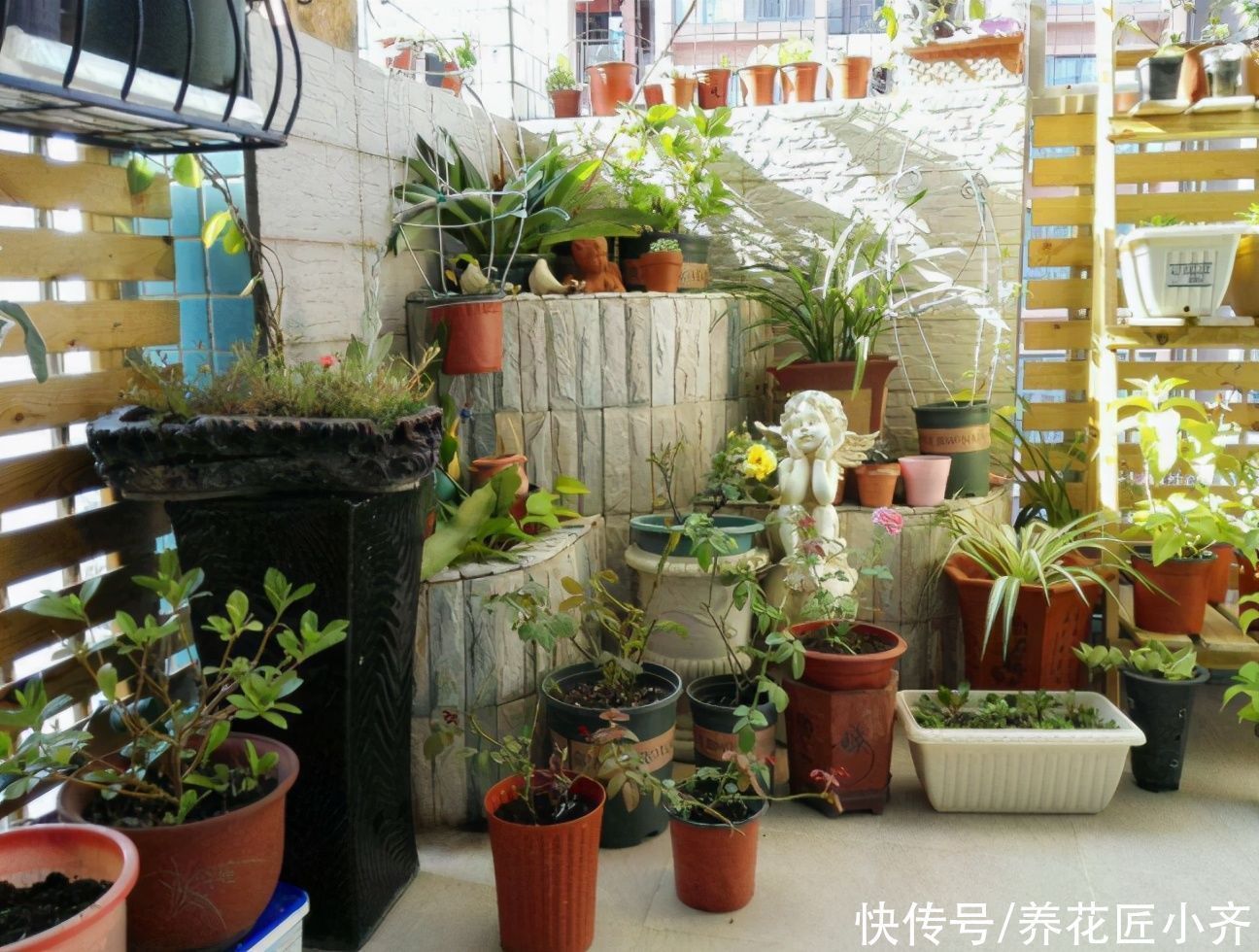 植物|养花忌讳“3种肥”,乱用不好,避免以后就不再黄叶,不用再发愁
