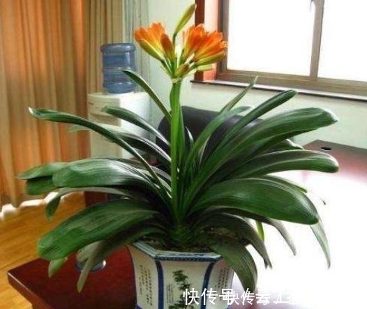 花根|君子兰不好养用上“这2种药片”,新芽呼呼冒,花开爆盆!
