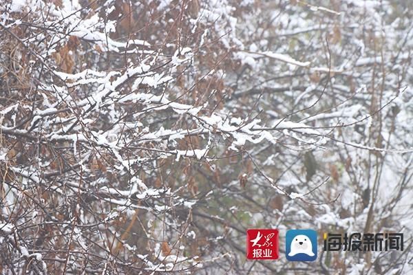 入冬|@邹平市民：入冬以来第一场雪请您查收