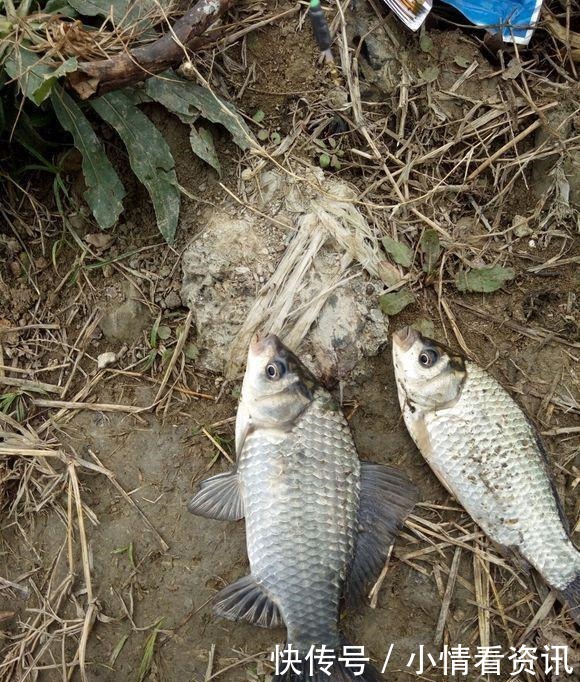 野钓连杆双飞的秘密勤抽窝、多放口、以鱼诱鱼!