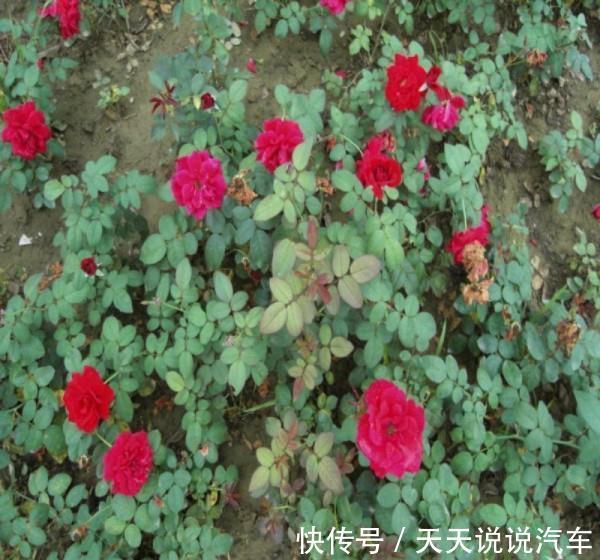 养花试试这几款,有枝必有花,花凋谢后,及时修剪剩余的花