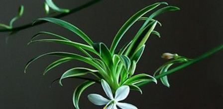 红豆杉|号称“养不死”的盆栽净化空气又养眼,手残党也能轻松养活