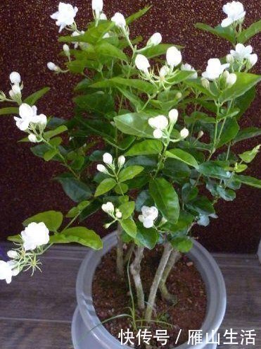 茉莉花|聪明人养花,这3种“花”怎样也要养一盆,每年能省不少医药费