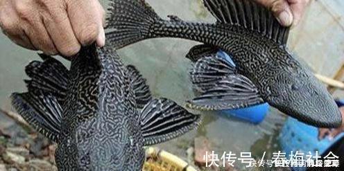 全国禁渔期陆续开始了,垂钓需规范,做到“该放就放,该狠就狠”