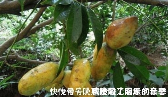 快乐时光|80后农村娃常吃的野果,如今已不允许折枝采摘,有钱也难买到