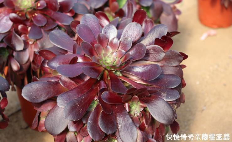 黑法师盆景培育技巧,只要做3步,采用“倒挂法”,变成盆景老桩