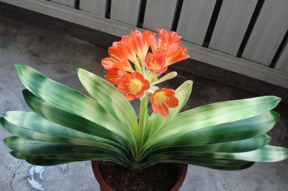 网格|君子兰夏季休眠,1个月灌一瓶它,不施肥,网格叶就越来越油绿