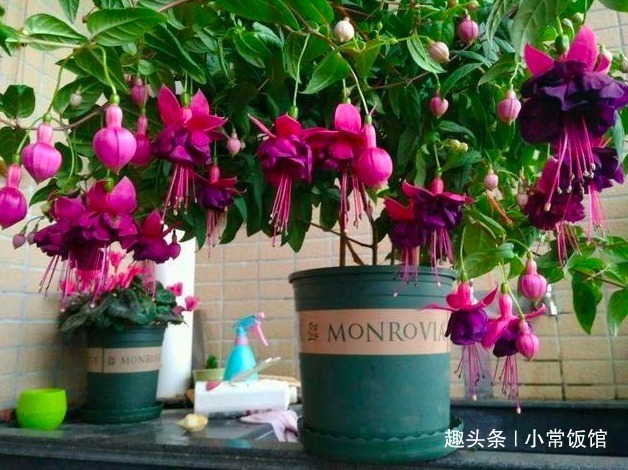 高手养倒挂金钟,却能盆盆又多又艳,原来是掌握了“3个套路”