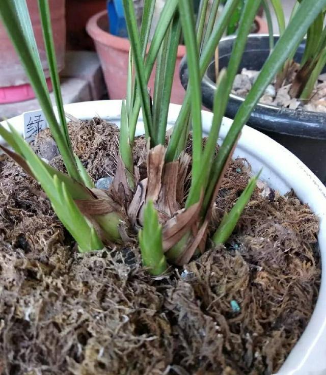 鳞茎|兰花为什么不开花清楚兰花叶芽和花芽的发育过程,开花爆盆