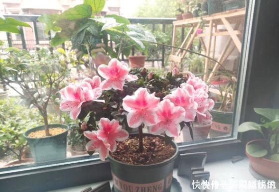 公认难养的2种花,养一棵死一棵,年年收空盆