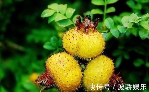 食物|想要长寿靠食物,三种食物离不开,美容养颜、提高抵抗力